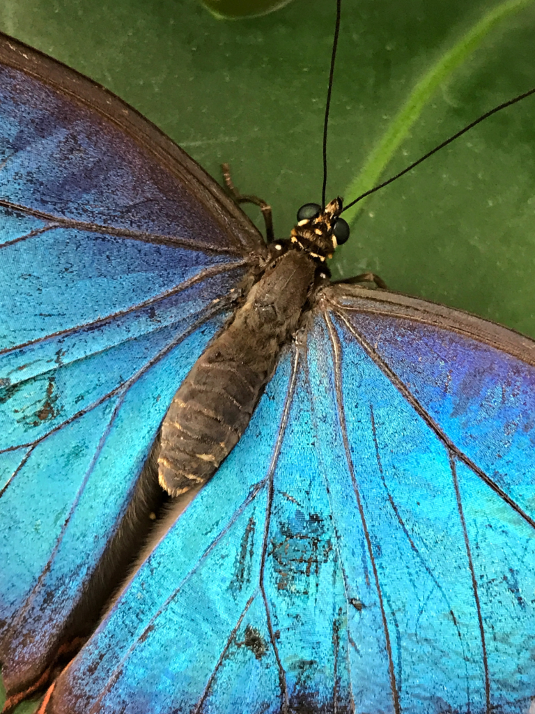 Closeup of a blue butterfly