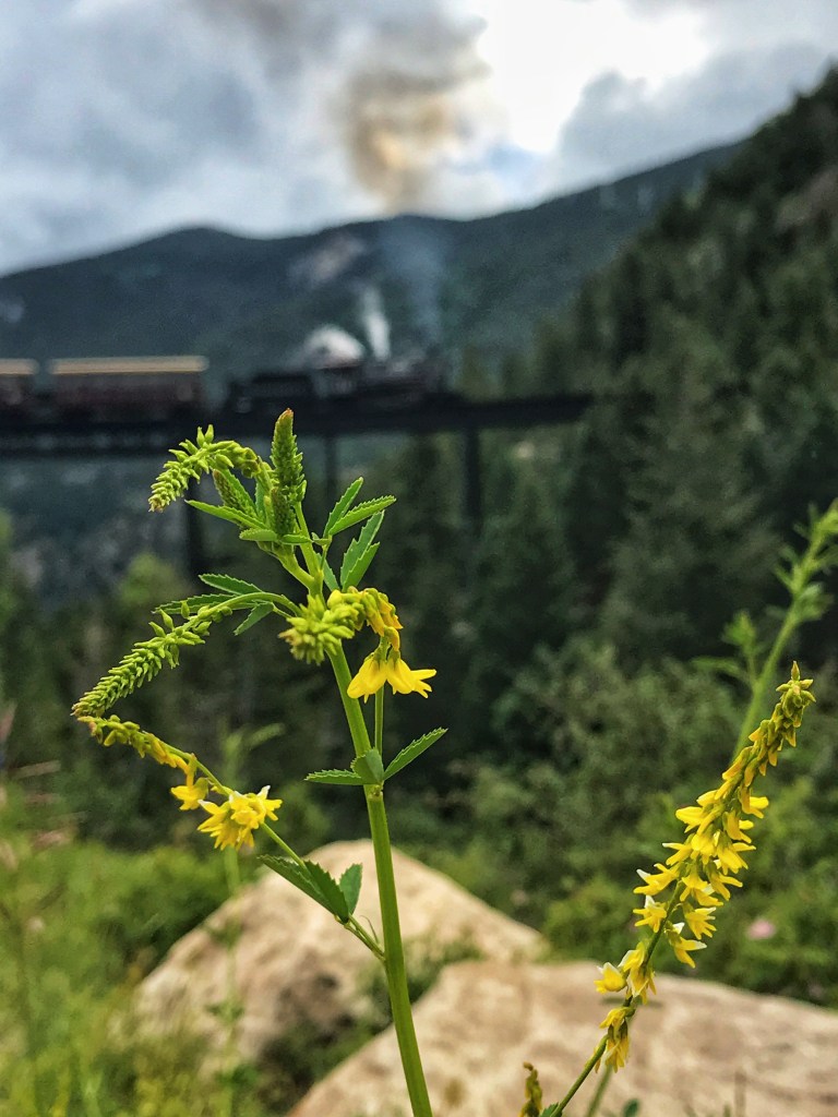 Yellow flowers with a train on a bridge in the background 